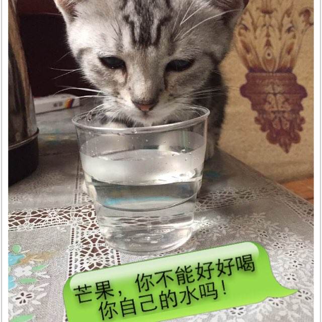 定制华盛顿哥伦比亚特区驾驶证